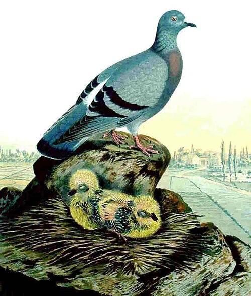 Rock pigeon