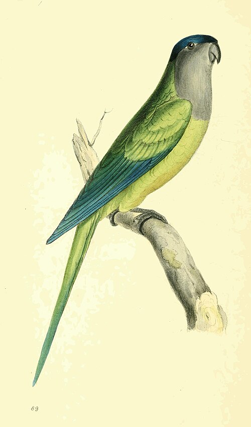 Monk parakeet