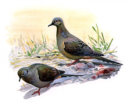 Mourning dove